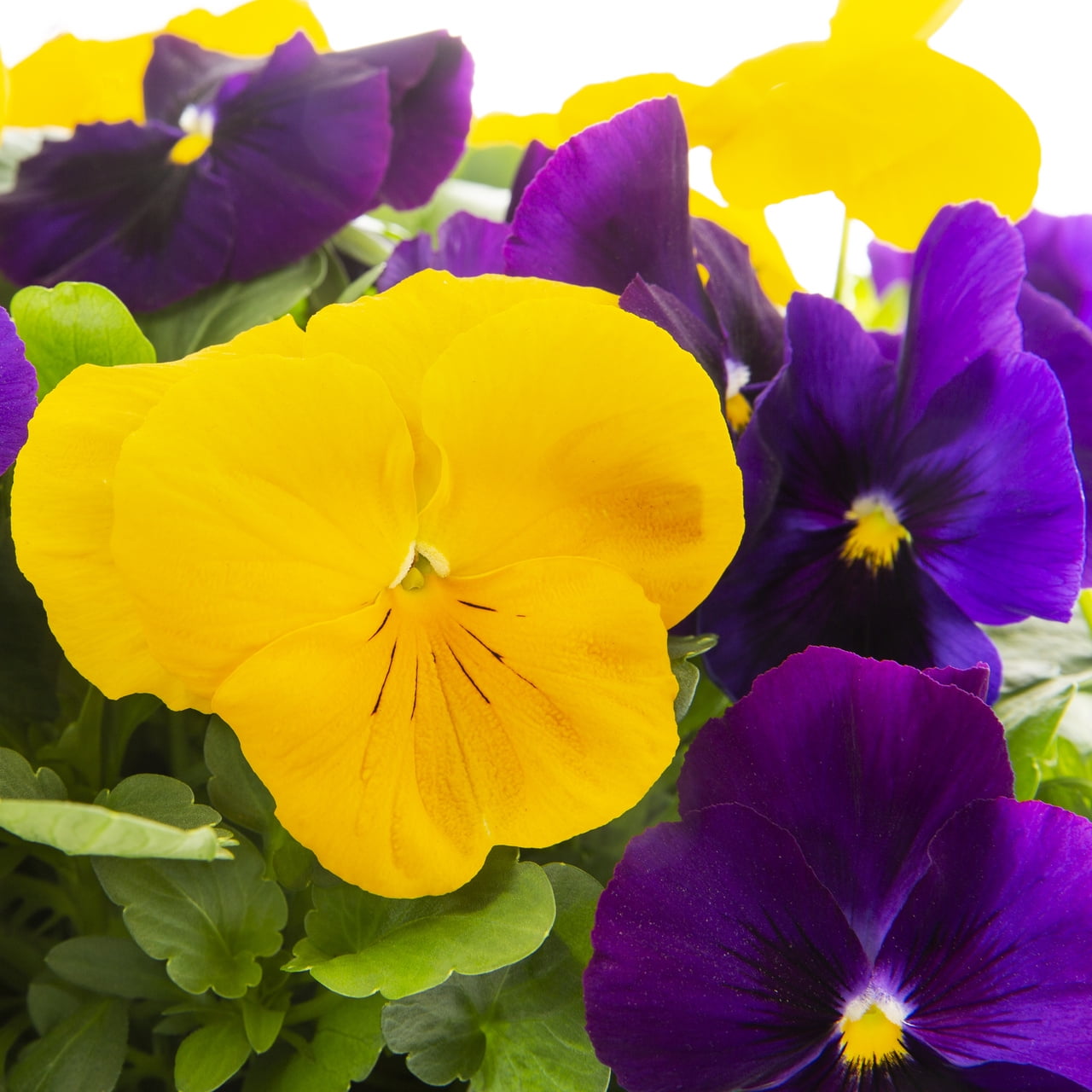 Expert Gardener 1.5gal Purple Yellow Pansy Live Annual Plant Hanging Basket Sun
