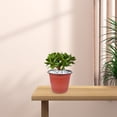 thumbnail image 3 of FRCOLOR 50pcs Convenient Plastic Nursery Pot Thickened Plant Nursery Pot Flower Breeding Container, 3 of 8