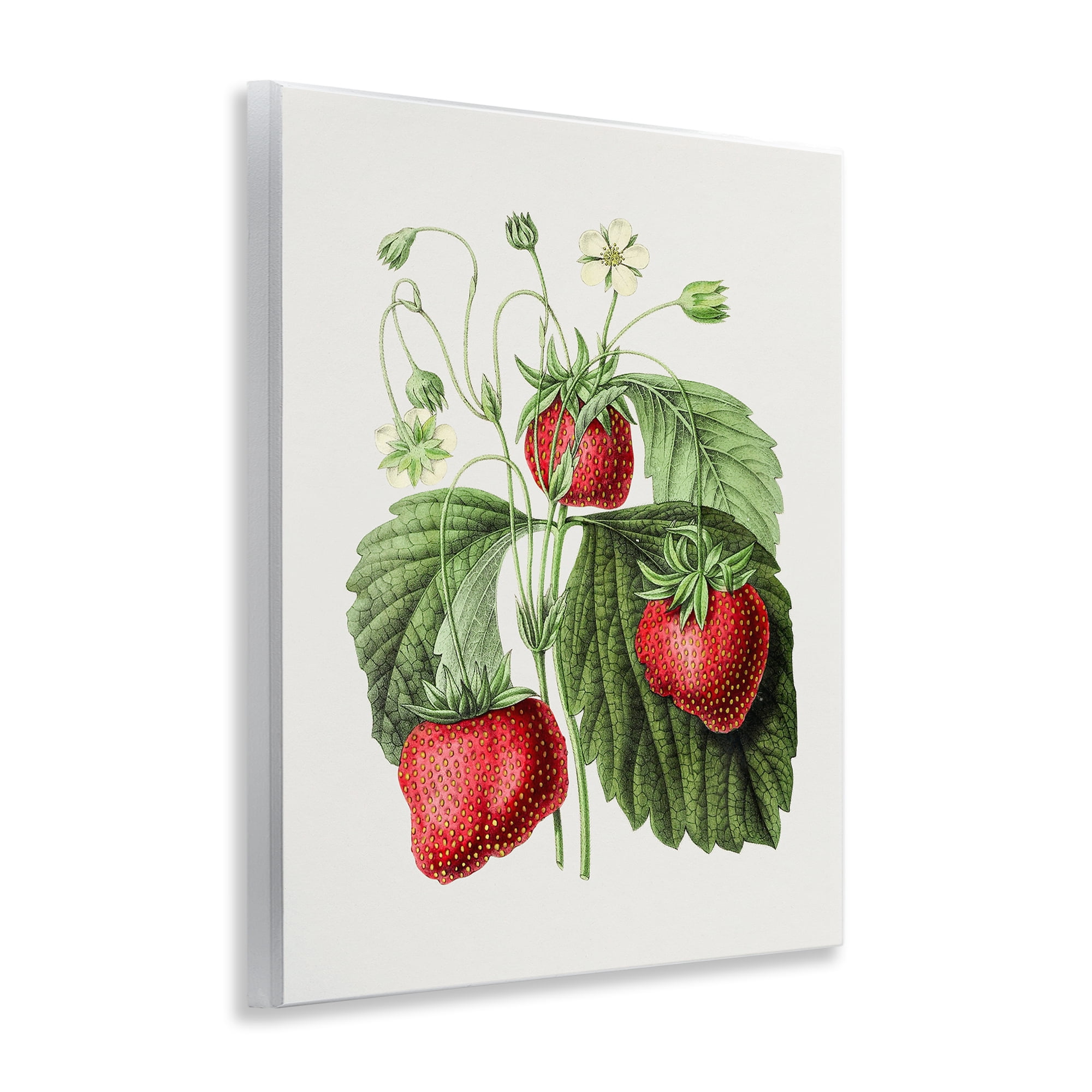 Stupell Industries Vintage Strawberries Study Food & Beverage Painting Unframed Art Print Wall Art, 11 x 14