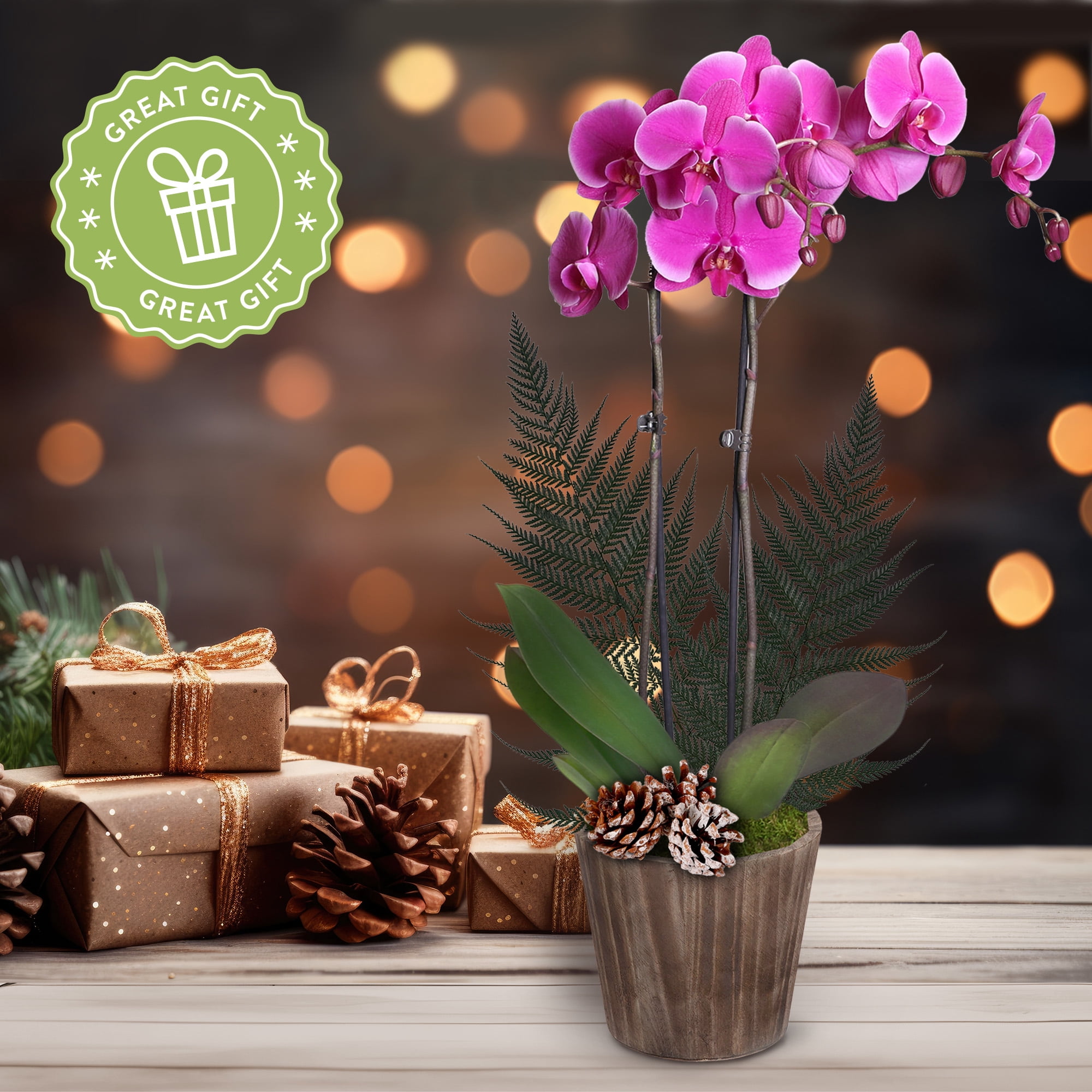 Just Add Ice 16-30" Premium Purple Orchid Live Plant W/Fern in 5" Brown Wood Pot with Snowy Pinecones, House Plant