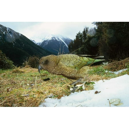 Arthurs Pass National Park Kea parrot in alpine scrub Arthurs Pass National Park New Zealand Poster Print by Tui De Roy ()