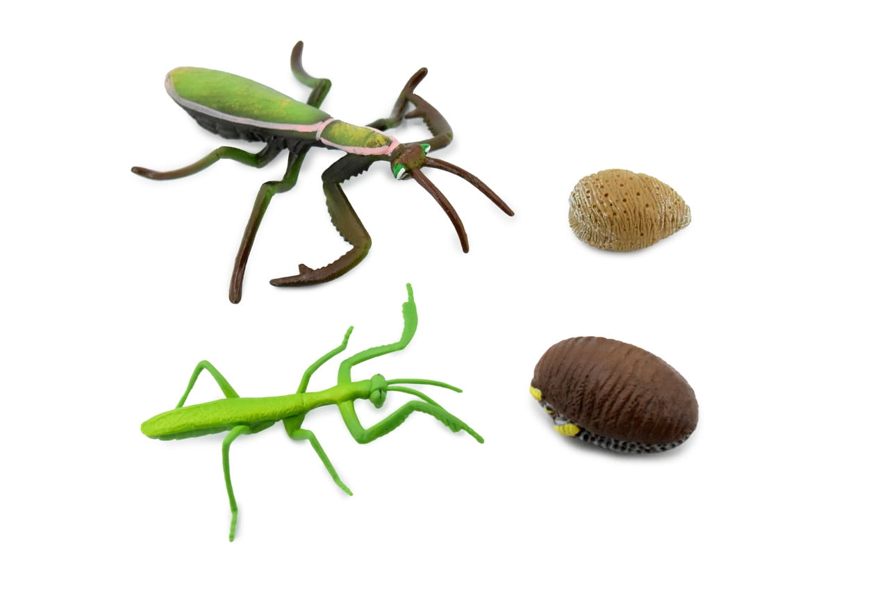 Mantis, Life Cycle of a Praying Mantis, 3 Stages, Museum Quality, Hand Painted, Rubber Insect