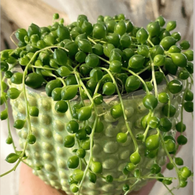 String of Pearls, Hanging Succulent, Trailing Succulent, Indoor Houseplant, Live Plant in 2" Pot