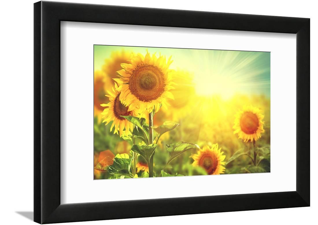 Sunflower Field. Beautiful Sunflowers Blooming on the Field. Growing