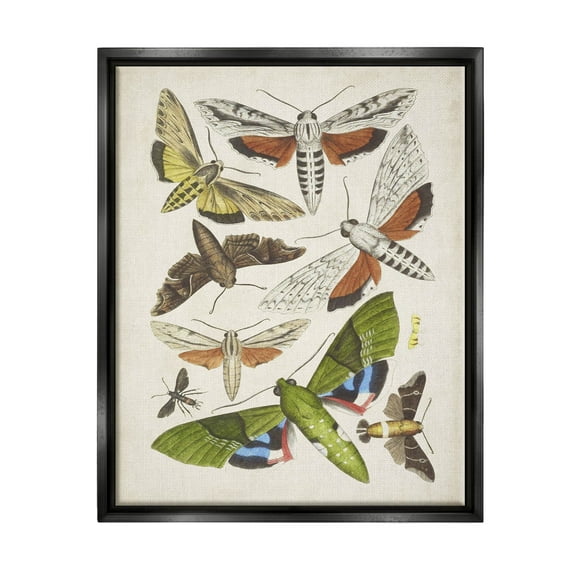 Stupell Industries Mixed Insects Moth Latin Studies Graphic Art Jet Black Floating Framed Canvas Print Wall Art, Design by World Art Group