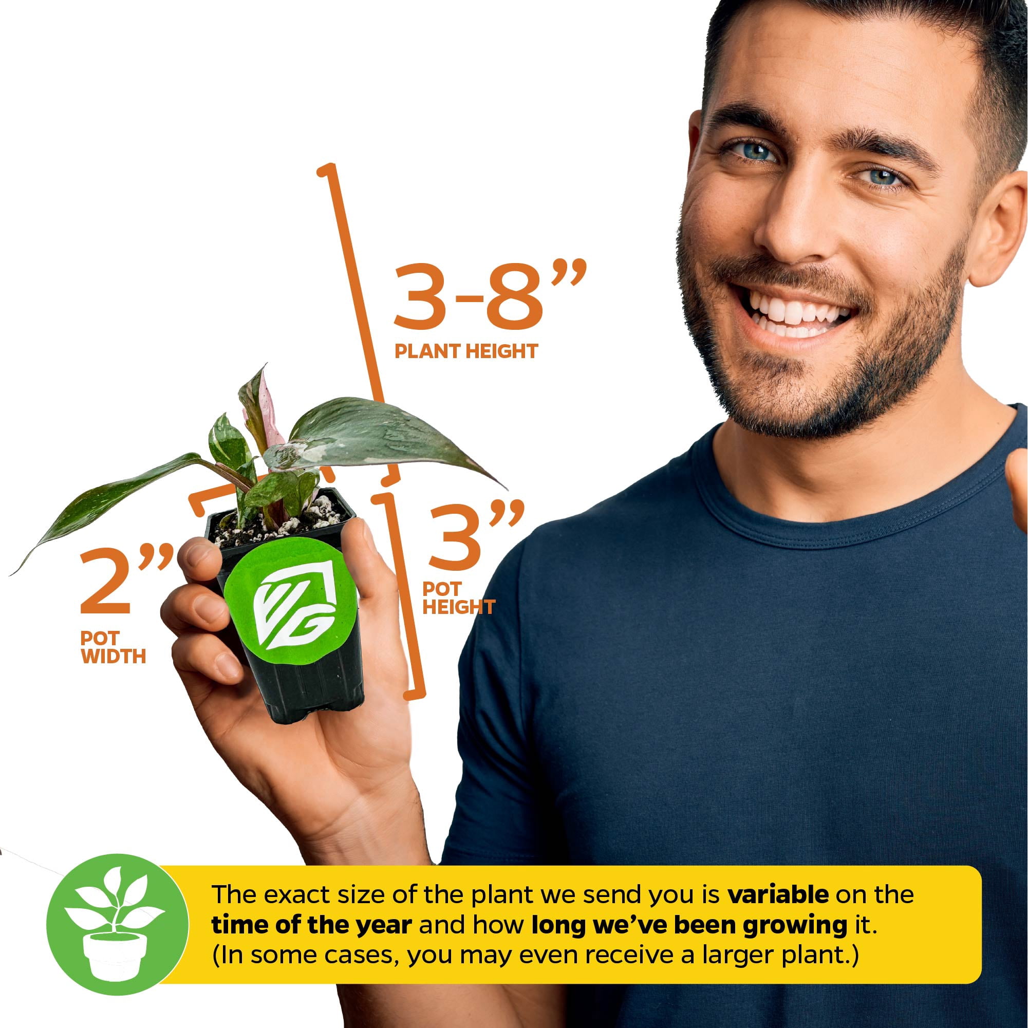 (2-Pack) Philodendron Prince of Orange - Philodendron by Wellspring Gardens - Vibrant, Easy Care Indoor - Outdoor Plant with Dynamic Color - Changing Foliage - Plant Enthusiast - Garden Plants