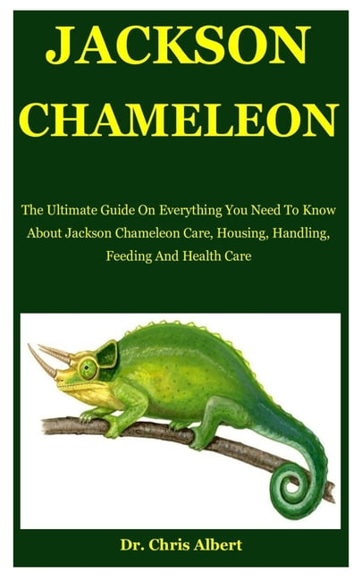 Jackson Chameleon : The Ultimate Guide On Everything You Need To Know