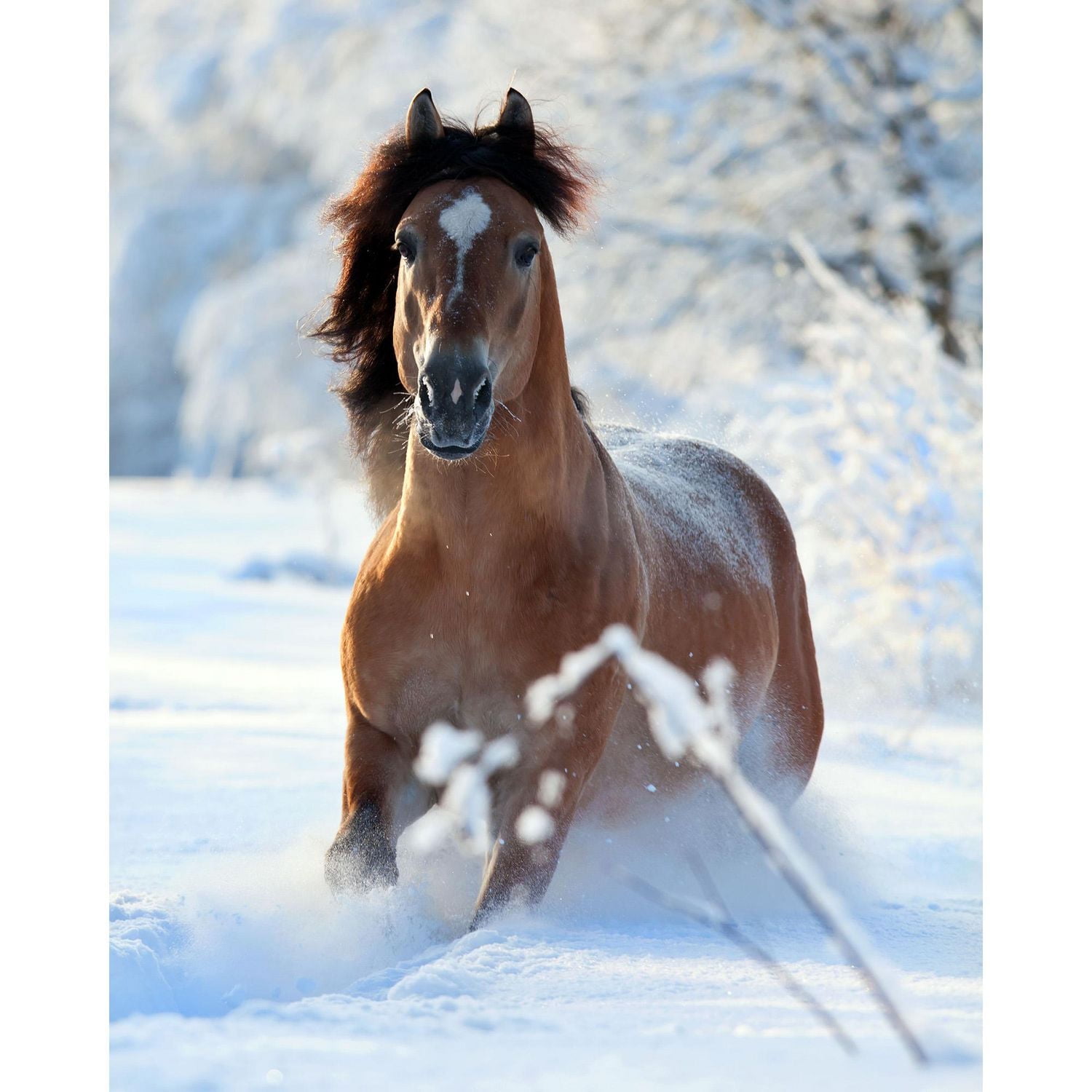 Jeté Imprimé Amoreux des Chevals