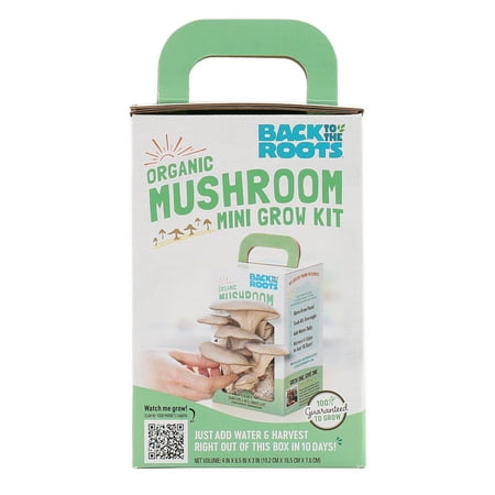 Back to the Roots Organic Grey Oyster Mushroom Mini Grow (Best Way To Grow Mushrooms)
