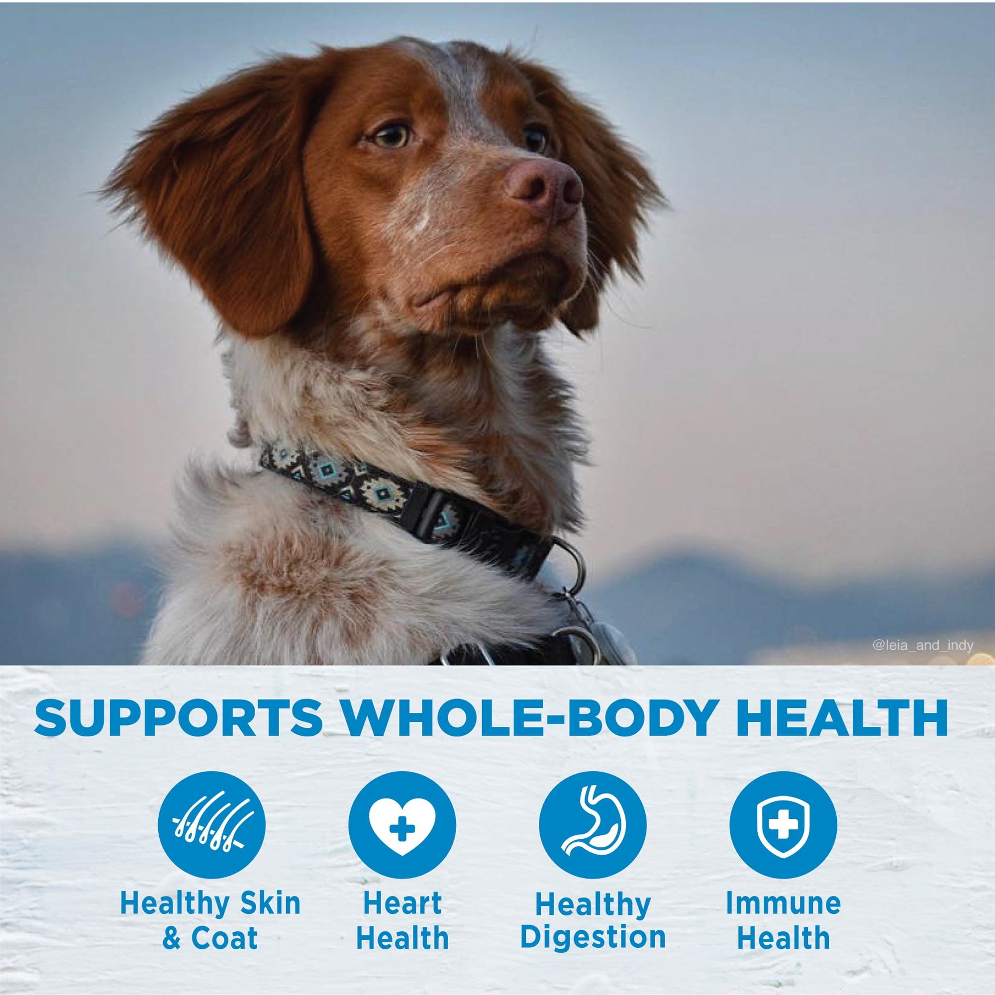 Wellness Simple Limited Ingredient Dry Dog Food for Sensitive Stomachs, Supports Skin & Coat, Grain Free, Natural, Salmon & Potato Recipe, (24-Pound Bag)