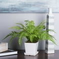 thumbnail image 4 of Vickerman Artificial 17" Green Fern in Matte White Planter., 4 of 4