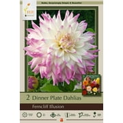 Ferncliff Illusion Dinnerplate Cacti Dahlia - 2 Root Clumps