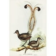 thumbnail image 2 of Gould, John 13x18 Black Modern Framed Museum Art Print Titled - Lyre Bird-Menura superba, 2 of 4