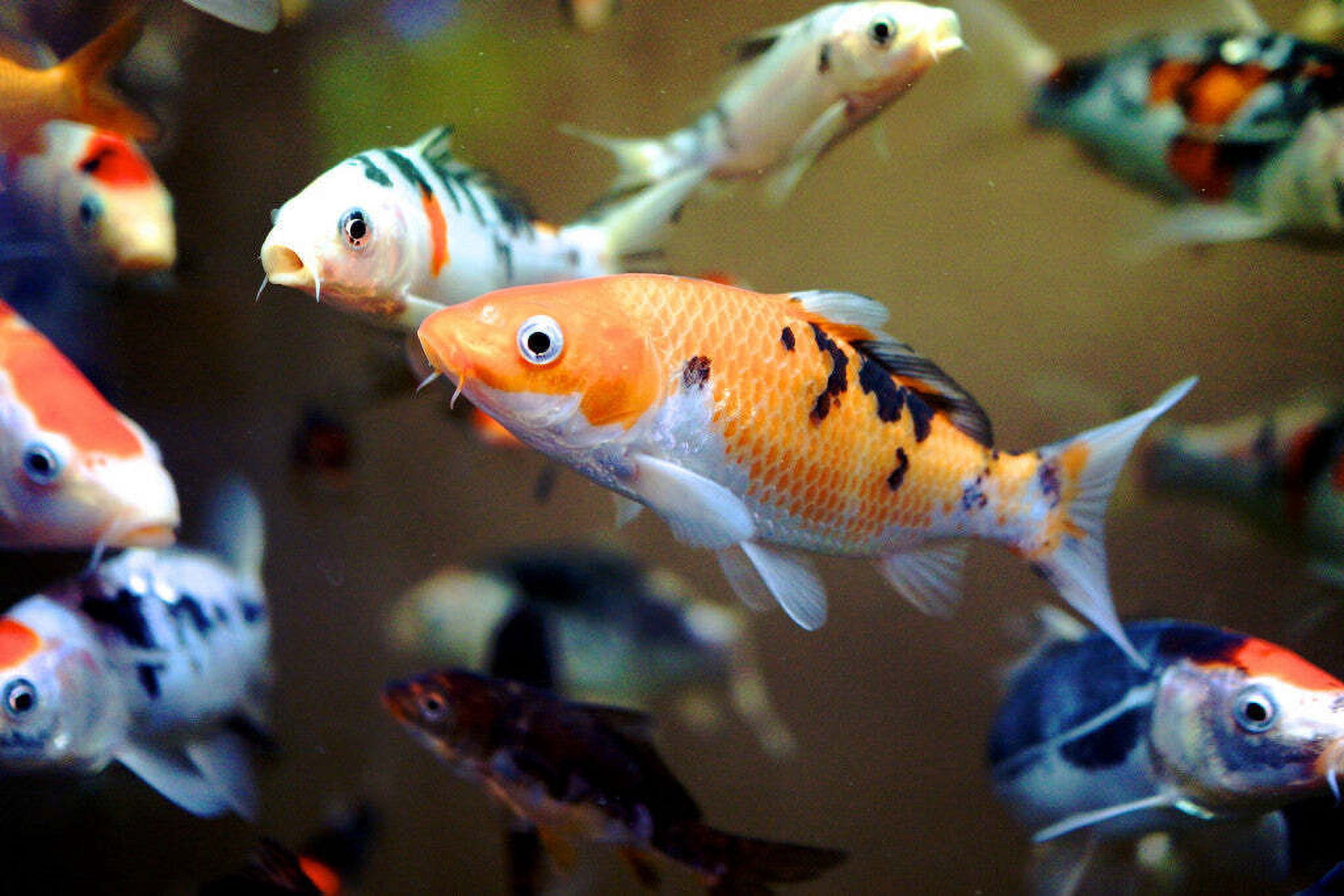 Goldfish Flakes, 28% Protein Premium Color Enhancing and Spirulina Flakes for Aquarium & Pond Goldfish, Koi and All Pond Fish - WL 1-lb 2oz Lg Jar