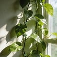 thumbnail image 6 of Leaf-Shaped Self-Adhesive Plant Climbing Wall Clips Vine Support Traction Clips For Plant Organization & Wall Decoration(Green-3.3Cm), 6 of 8