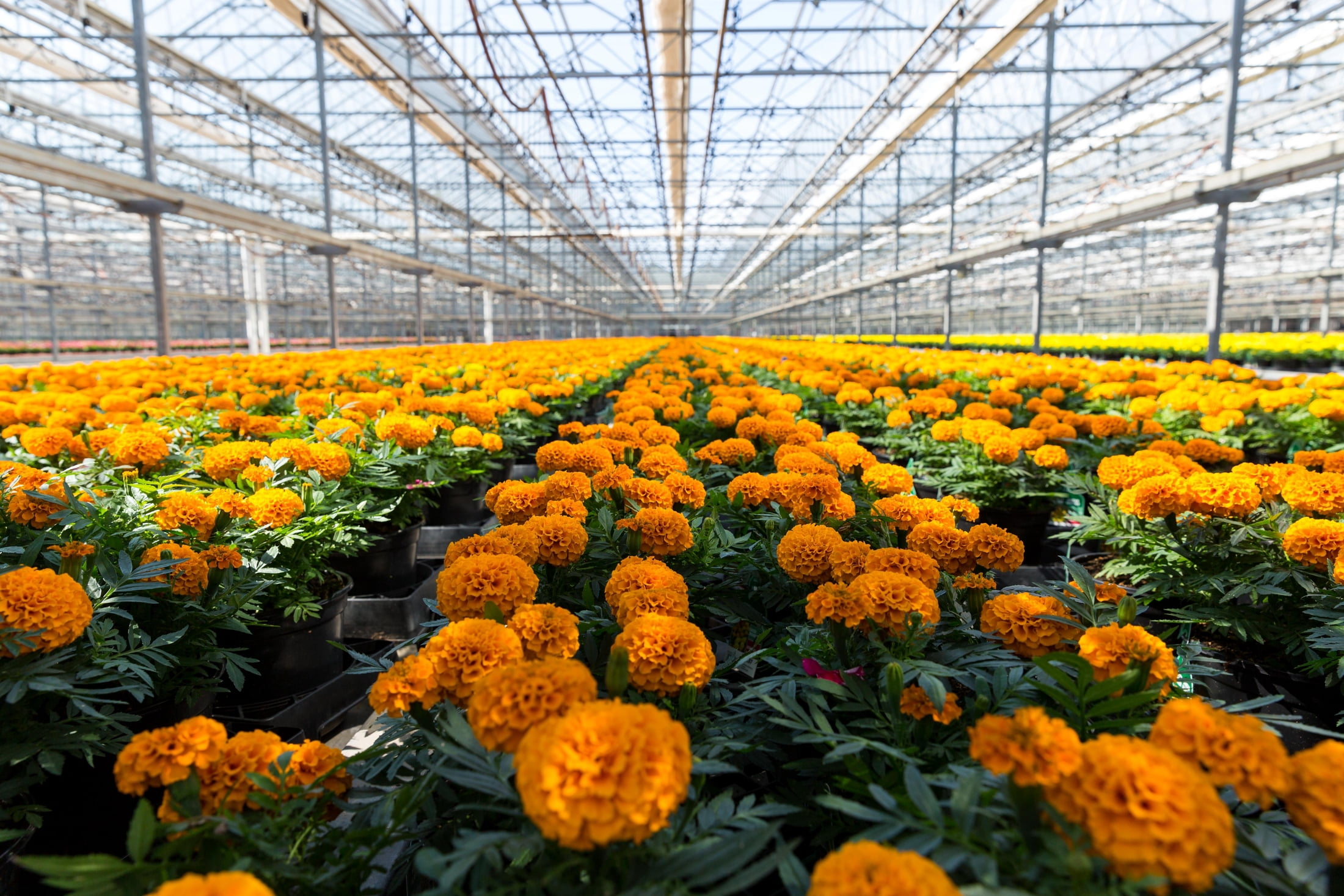Expert Gardener 1PT Orange Marigold Live Annual Plant Sun 6-Pack