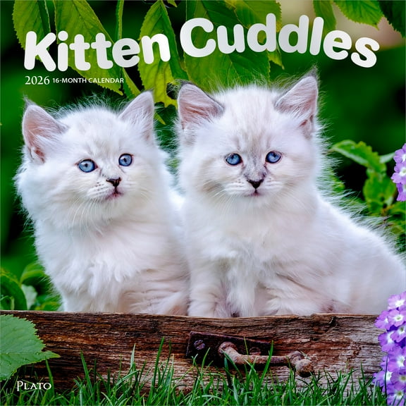 Kitten Cuddles | 2026 12x24" (Hanging) Monthly Square Wall Calendar | Plato