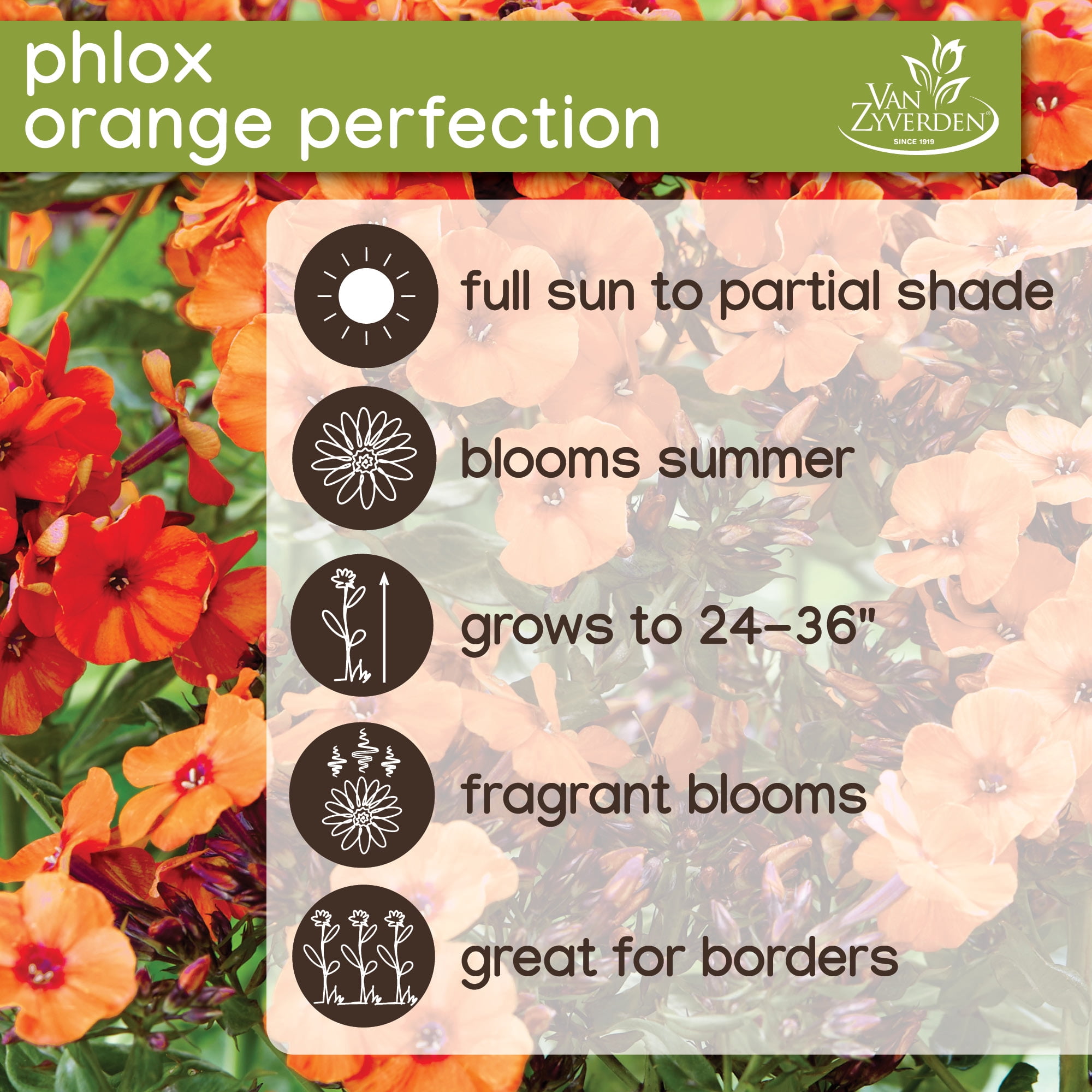 Van Zyverden Phlox Orange Perfection (Set of 2 Dormant Bare Roots