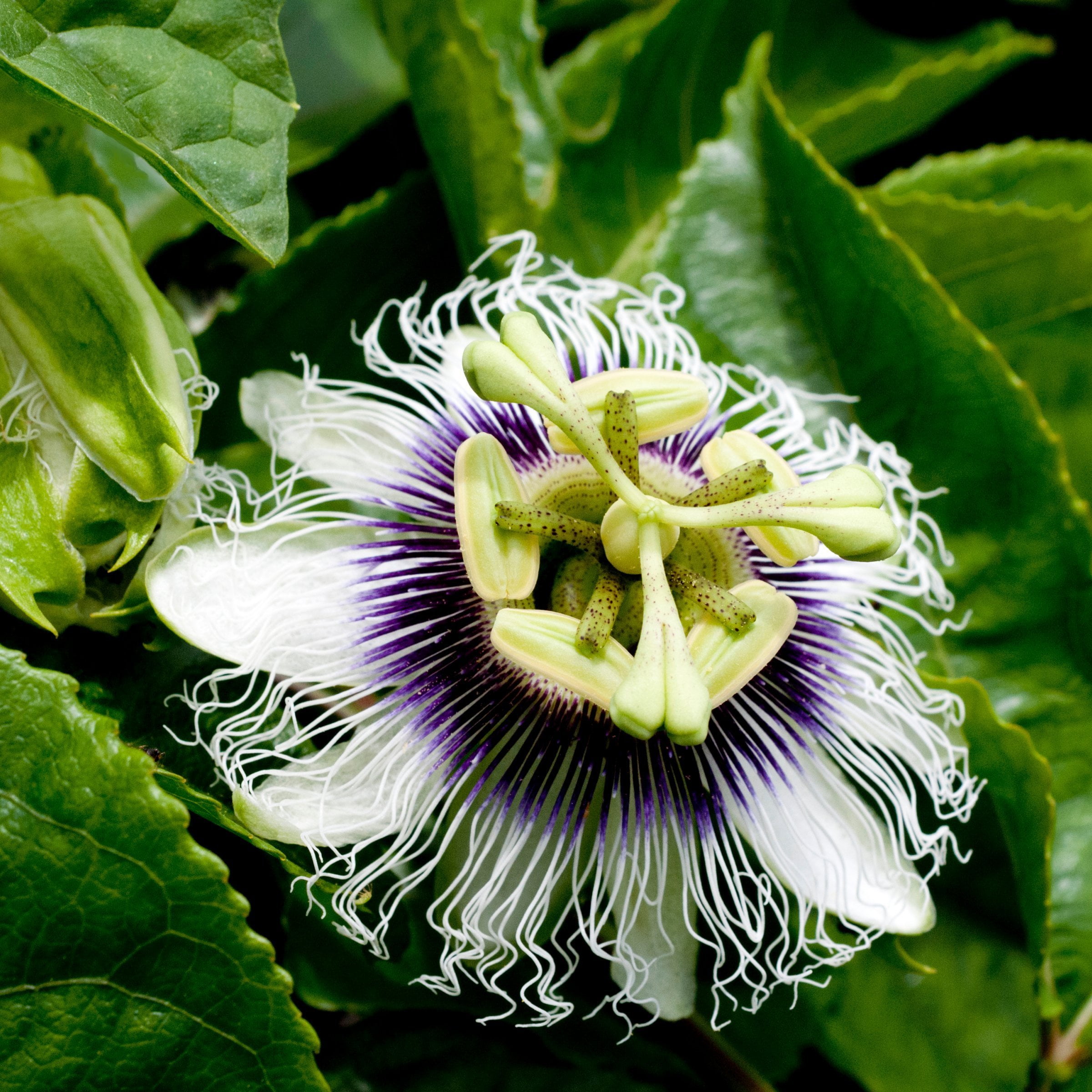 1 gal. Passiflora Poppin Passion Live Annual Vine with White-Lavender Flowers