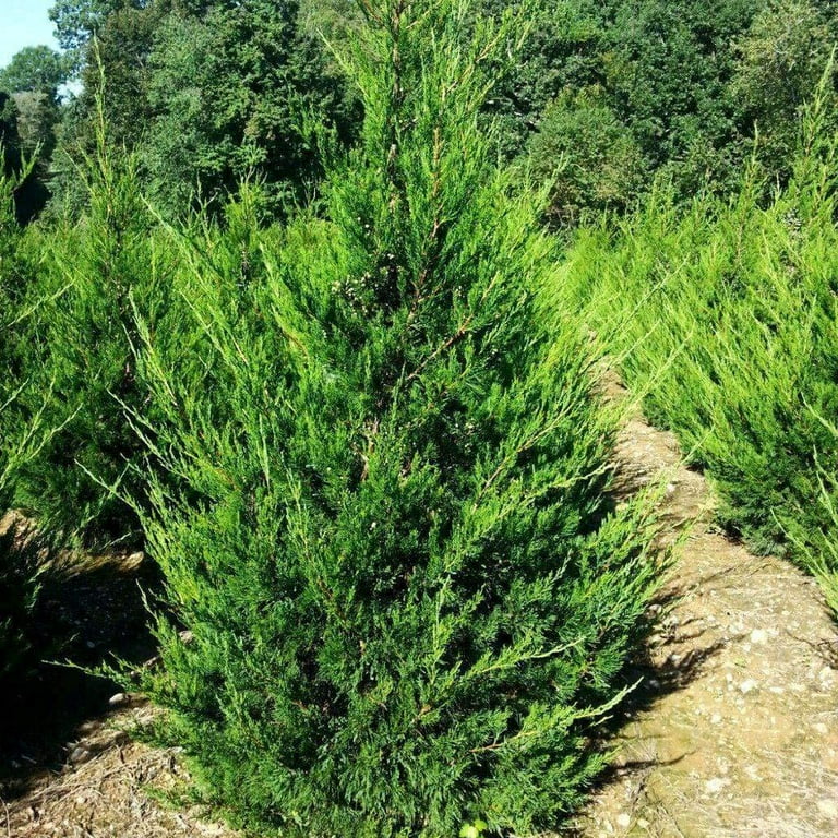 Hetzi Columnar Juniper 3 Live Gallon Size Trees Juniperus
