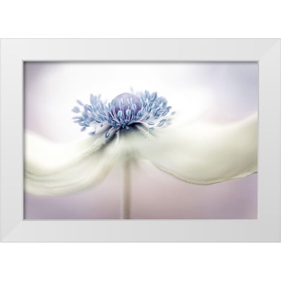 Disher, Mandy 24x18 White Modern Wood Framed Museum Art Print Titled - a n e m o n e