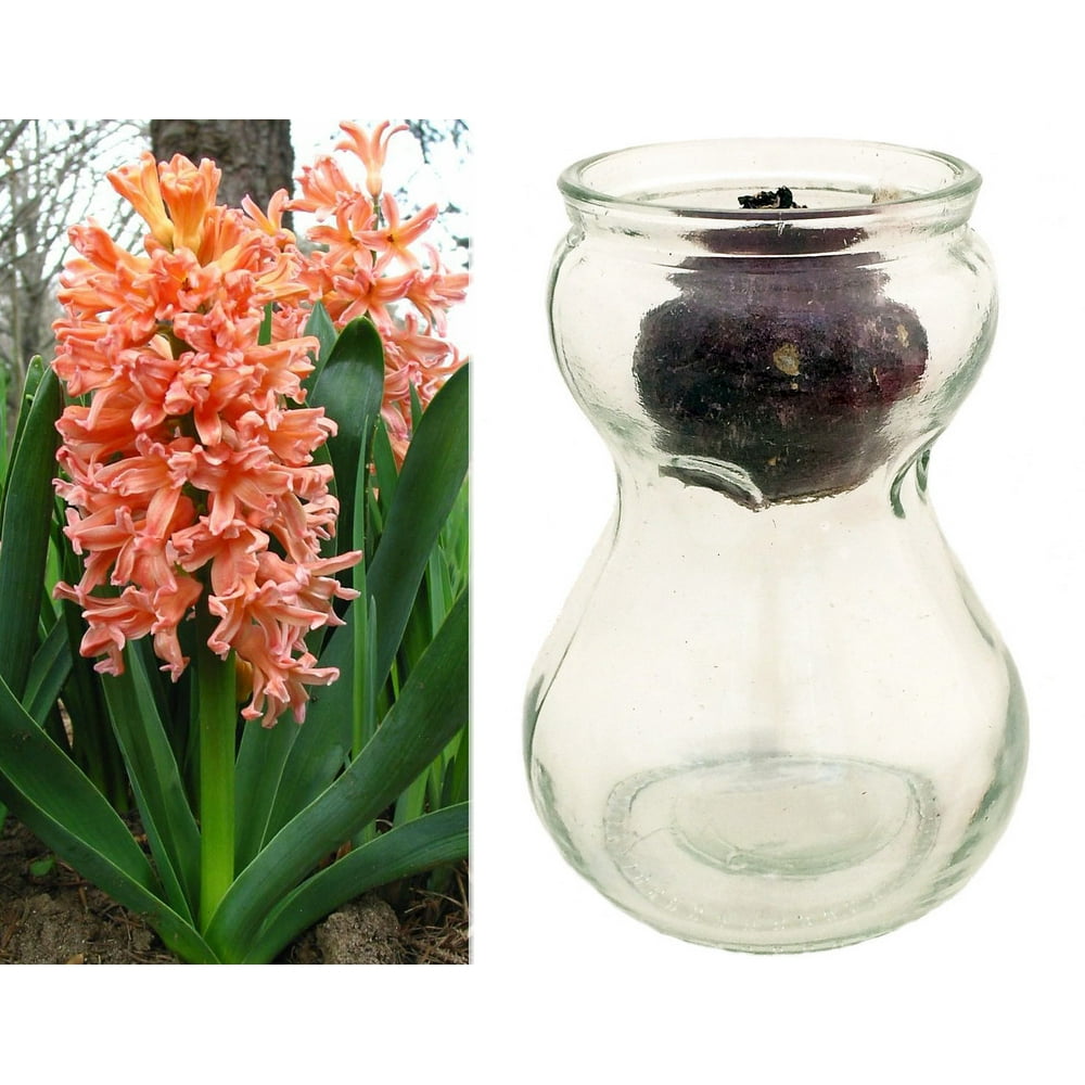 Clear Glass Hyacinth Vase + Orange Hyacinth Bulb