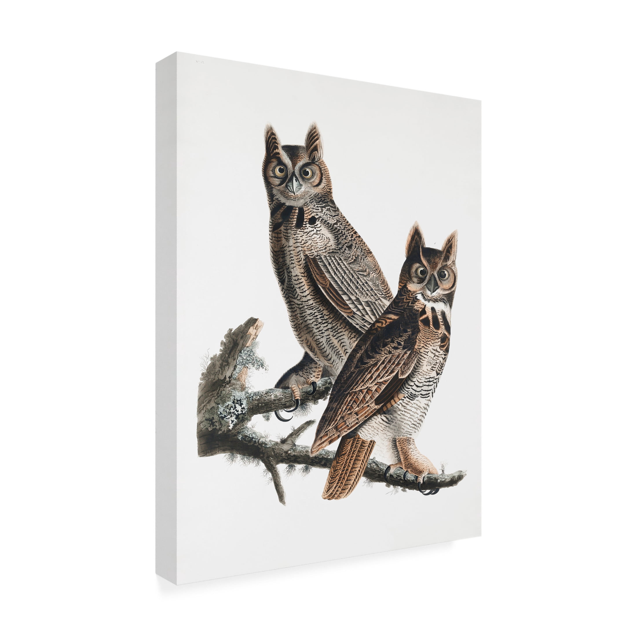Trademark Fine Art Pictufy Great Horned Owl From Birds of America 1827 Canvas Wall Art