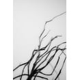 thumbnail image 2 of Stramel, Renee W. 17x24 Black Ornate Wood Framed with Double Matting Museum Art Print Titled - Searching Branches I, 2 of 4
