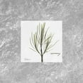thumbnail image 2 of Koetsier, Albert 15x15 Black Ornate Wood Framed with Double Matting Museum Art Print Titled - Stunning Rosemary, 2 of 4