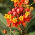 thumbnail image 2 of Mexican Butterfly Weed Seeds - Tropical Milkweed Wildflower Seed - 2000 Seeds, 2 of 5