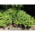thumbnail image 5 of 100 MINT BUSH White Elsholtzia Stauntonii Alba Chinese Mint Fragrant Shrub Seeds, 5 of 5