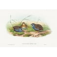 thumbnail image 2 of Gould, John 32x23 Gold Ornate Wood Framed with Double Matting Museum Art Print Titled - Excalftoria minima-Blue-breasted Quail, 2 of 4