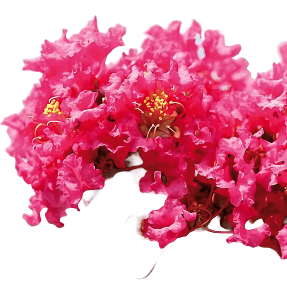 Pink Crape Myrtle Tree, Bright Pink Blooms for Garden and Landscape Décor