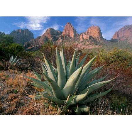 Chisos Agave and the Chisos Mountains Big Bend National Park Texas Poster Print by Tim