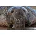 thumbnail image 3 of Fitzharris, Tim 14x11 Black Modern Framed Museum Art Print Titled - Northern Elephant Seal, 3 of 5
