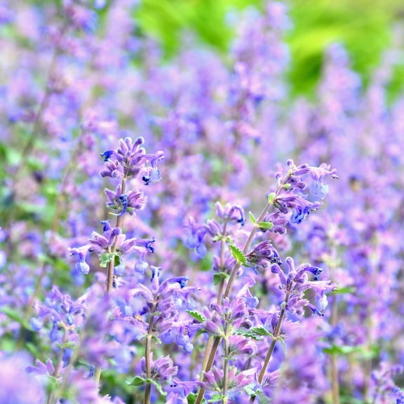 Cat Mint - Blue Moon - Herb Garden Seeds - 100 Seeds - Non-GMO, Open Pollinated Herbal Gardening Seed - Nepeta nervosa 'Blue Moon'
