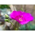 thumbnail image 2 of Popcorn 24x19 White Modern Wood Framed Museum Art Print Titled - Rock Purslane Bloom II, 2 of 4