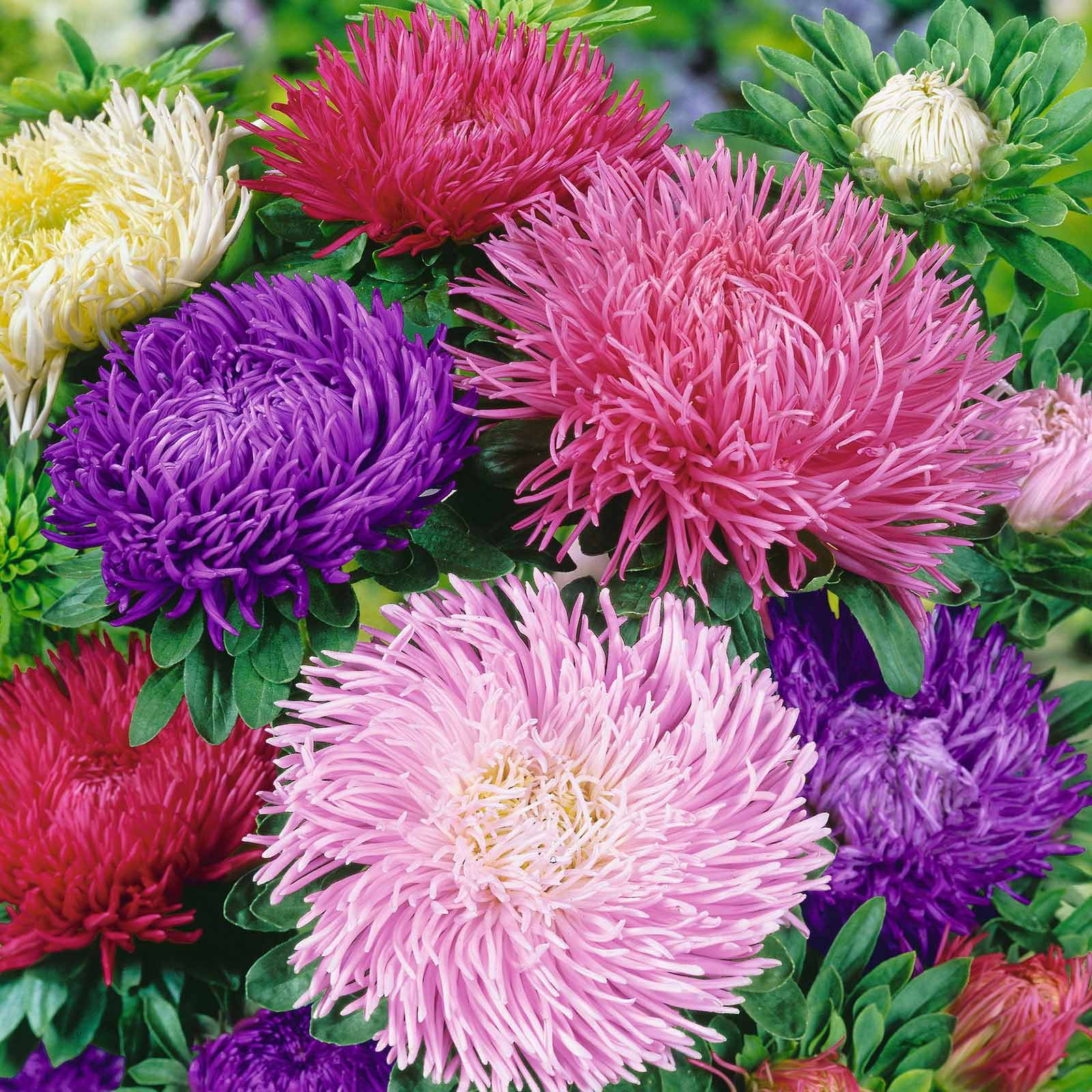 Artificial Pink Aster Gremlin flowers THREE SETS INCLUDED 