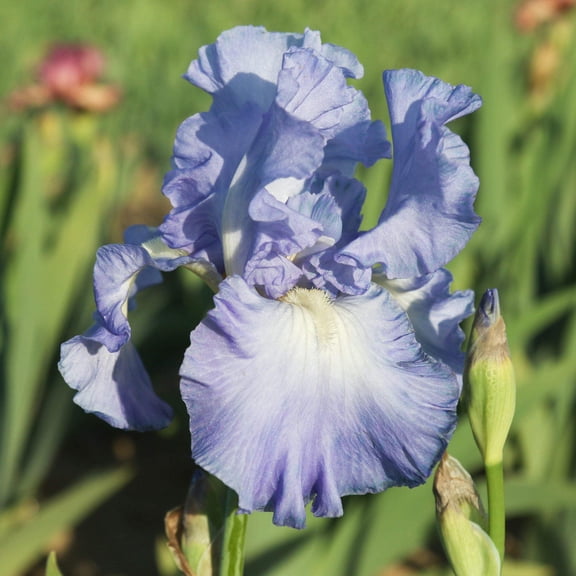 Bearded Iris Victoria Falls 3 Rhizomes, Light Blue Spring Reblooming Flower Bulbs