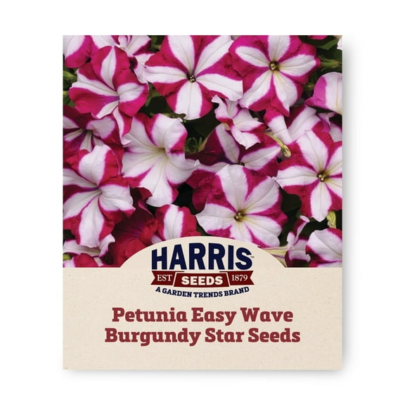 Harris Seeds - Petunia Easy Wave Burgundy Star F1 Seeds - NON-GMO - 25 Pelleted Seeds