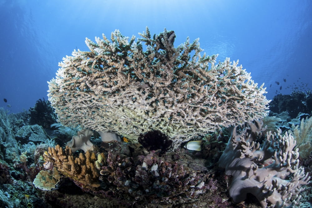 A table coral grows on a beautiful reef near Sulawesi Indonesia Canvas Art - Ethan DanielsStocktrek Images (34 x 23)