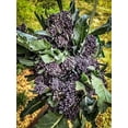 thumbnail image 3 of Purple Sprouting Broccoli Seeds, 3 of 3