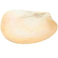 thumbnail image 3 of Here's a refined and compelling product description for your **Natural Shell Plate Multipurpose Food Serving Dish**:\n\n \n\n**Natural Shell Plate –, 3 of 5