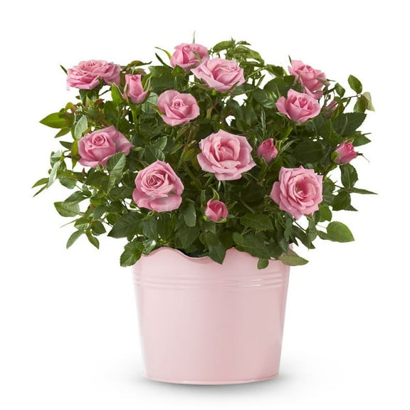 From You Flowers - Pretty Pink Potted Rose Plant for Birthday, Anniversary, Get Well, Congratulations, Thank You, All Occasions