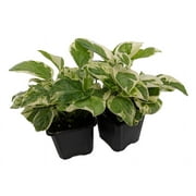 Pearls & Jade Pothos - Epipremnum aureum - 2 Plants 3" Pots - Good in Low Light