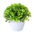 thumbnail image 1 of BKER Bonsai Desktop Decorative Arrangement With Low For Home (Green), 1 of 5