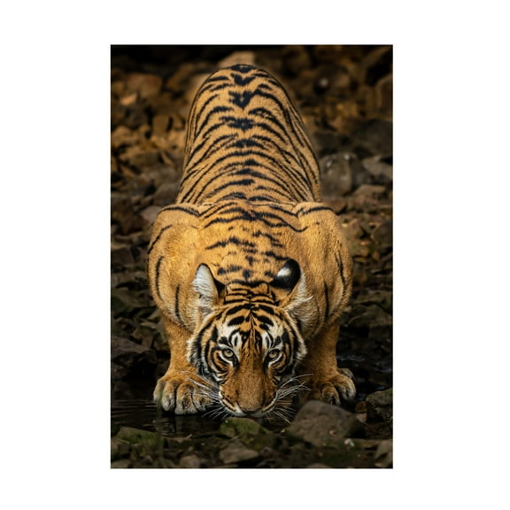 Trademark Fine Art Yogesh Bhatia Direct to the eyes Canvas Wall Art