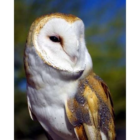 Barn Owl Poster Print By Douglas Taylor Walmart Com