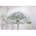 thumbnail image 2 of Disher, Mandy 18x13 Black Ornate Wood Framed with Double Matting Museum Art Print Titled - Astrantia, 2 of 4