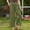Army Green, variant on Zedker Petite Pants For Women Linen Pants Women Straight Leg Pants Elastic-Waistband with Pockets